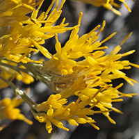 Chamisa_Master_1in_jpg_6474