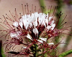 cleome_Master_1in_jpg_ 0909