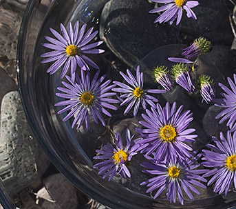 Aster in bowl_Master_303_jpg_5424