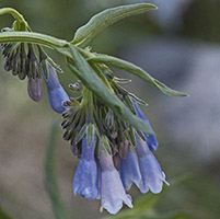 Chiming Bells_Master_200_jpg_2827