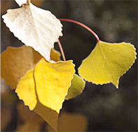 Aspen Leaves_Master_200_jpg_5469
