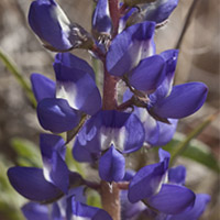 Dwarf_Lupine_jpg_200_4880