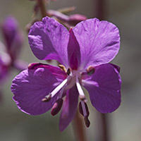 Fireweed_Master_200_jpg_5337