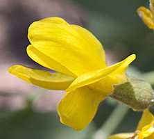 Gold_Banner_200_single_2798