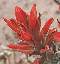 indian-paintbrush_2_207_master_6299