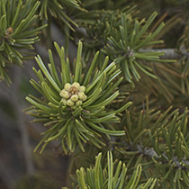 pinon_master_210_jpg_4993