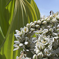 Skunk_ Cabbage_200_jpg_041713