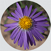 Aster_Sharp_trans_Circle_100_5438