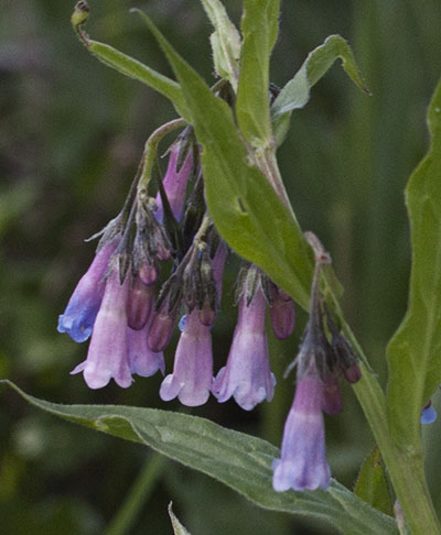 Chiming Bells_Master_071319_400jpg_6972