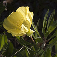 Primrose2_Master_200_jpg_6908