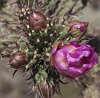 Tree Cholla_Master_FLAT_200jpg_6893