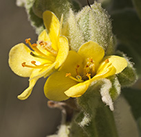 Mullein_Master2_200_jpg_7011