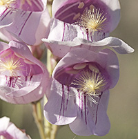 Penstemon Palmeri_ Master_200_jpg_6879