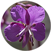 Fireweed_Circle_5337