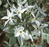 Amsonia Tomentosa_200_Crop