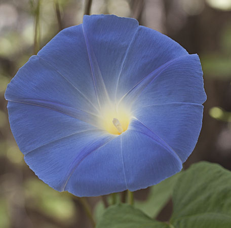 Morning Glory2_lighter_450_7037