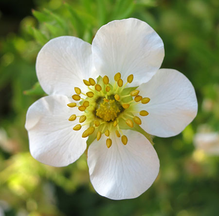 Potentilla fruticosa_450_canstock