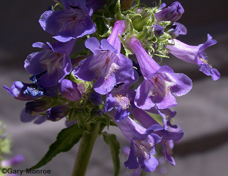 Little Flower Penstemon