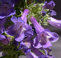 Little Flower Penstemon