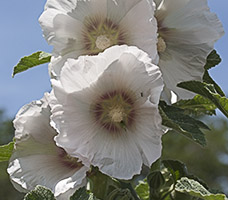 Hollyhock