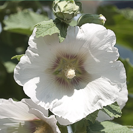 White Hollyhock
