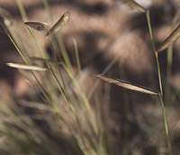 Seedheads on stock_200_Master_8606 copy