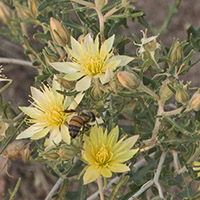Mentzelia with bees_200_8475