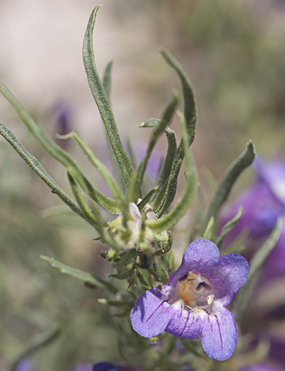 Crandall's Penstemon