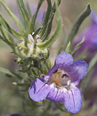 Crandall's Penst_Master_200_8297