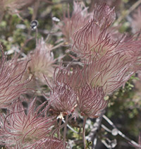 Apache Plume 2_Master_200_9276