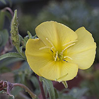 Evening Star _200_crop_9356