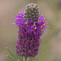Purple Prairie Clover_200_8100